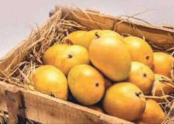 વિદેશમાં હાફૂસ કેરીનો ક્રેઝ, અમેરિકા ખાતે પ્રથમ શિપમેન્ટ એરલિફ્ટ કરાયું | Hafoos mango craze abroad …