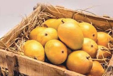 વિદેશમાં હાફૂસ કેરીનો ક્રેઝ, અમેરિકા ખાતે પ્રથમ શિપમેન્ટ એરલિફ્ટ કરાયું | Hafoos mango craze abroad …