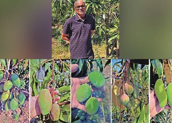 વલસાડના ખેડૂતનો મેજિક આંબો : એક જ આંબા પર દેશવિદેશની 22 જાતની કેરીનો પાક | Magic Mango Tree in Valsa…