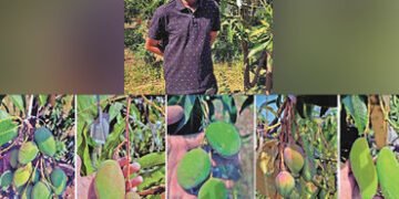 વલસાડના ખેડૂતનો મેજિક આંબો : એક જ આંબા પર દેશવિદેશની 22 જાતની કેરીનો પાક | Magic Mango Tree in Valsa…