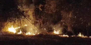 છોટા ઉદેપુર: નસવાડીના જામલી જંગલમાં ભીષણ આગ, વન્યજીવોના જીવ જોખમમાં | Chhota Udepur Forest Fire: Bla…