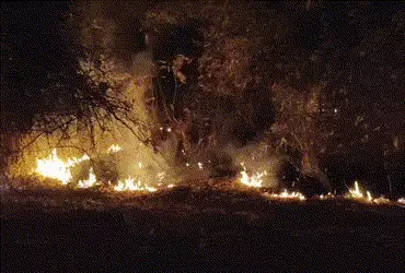 છોટા ઉદેપુર: નસવાડીના જામલી જંગલમાં ભીષણ આગ, વન્યજીવોના જીવ જોખમમાં | Chhota Udepur Forest Fire: Bla…