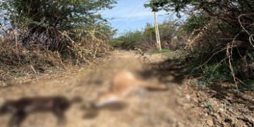 વીજ વિભાગની ઘોર બેદરકારી: થરાદના ખાનપુર ગામે વીજ કરંટથી નીલગાય અને શ્વાનનું મોત, જીવંત તાર જમીન પર પ…