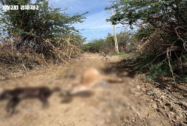 વીજ વિભાગની ઘોર બેદરકારી: થરાદના ખાનપુર ગામે વીજ કરંટથી નીલગાય અને શ્વાનનું મોત, જીવંત તાર જમીન પર પ…