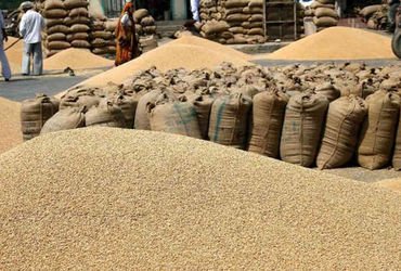 ટેકાના ભાવે ઘઉની ખરીદી આગામી 15 મે સુધી કરાશે, પ્રતિ હેક્ટર 3295 કી.ગ્રાની મર્યાદા | Wheat will be p…