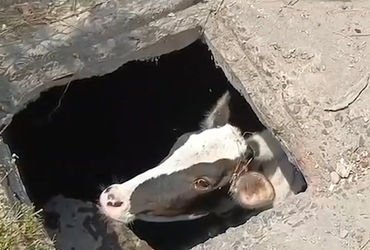 હરણીરોડ નાગેશ્વર મંદિર પાછળ સ્કૂલ પાસેની ખૂલ્લી ગટરમાં ખાબકેલી ગાયનું રેસ્ક્યૂ | caw rescued from dr…