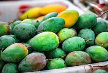 રાજસ્થાનમાં વર્ષે ત્રણ વખત પાકે તેવી ‘સદાબહાર’ કેરીનું ઉત્પાદન | Production of ‘evergreen’ mangoes t…