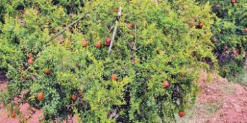 સુરેન્દ્રનગર જિલ્લામાં કમોસમી વરસાદથી ઉનાળુ પાકને અસર | Unseasonal rains affect summer crops in Sure…