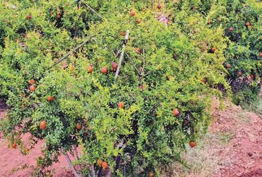 સુરેન્દ્રનગર જિલ્લામાં કમોસમી વરસાદથી ઉનાળુ પાકને અસર | Unseasonal rains affect summer crops in Sure…