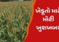ટેકાના ભાવે બાજરી, જુવાર અને મકાઈની ખરીદી કરાશે : આજથી ફોર્મ ભરવાનું શરૂ | Millet sorghum and maize …