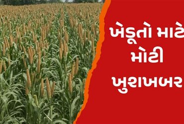 ટેકાના ભાવે બાજરી, જુવાર અને મકાઈની ખરીદી કરાશે : આજથી ફોર્મ ભરવાનું શરૂ | Millet sorghum and maize …
