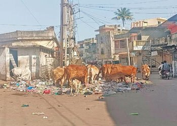 બાલાસિનોરમાં ખુદ પાલિકા દ્વારા જ એકઠો કરાતો કચરો | Garbage collected by the municipality itself in B…