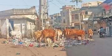 બાલાસિનોરમાં ખુદ પાલિકા દ્વારા જ એકઠો કરાતો કચરો | Garbage collected by the municipality itself in B…