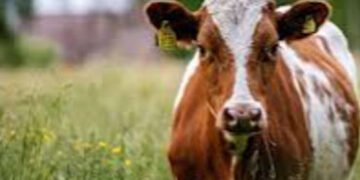 જાંબુવા બ્રિજ નજીક રસ્તા વચ્ચે ગાય આવી જતા બાઇક પર જતા બે ઘાયલ | Two injured while riding bike after…