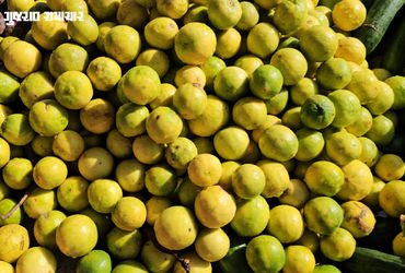 પંચમહાલ: ગરમી વધતા લીંબુના ભાવ આસમાને, પ્રતિ કિલો સફરજન જેટલી કિંમત | Lemon Prices increase in In th…