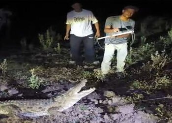 વડોદરા નજીક વિરોદ ગામે રાત્રે ઘર સુધી આવી ગયેલા મગરનું દિલધડક રેસ્ક્યુ | rescue of crocodile that ca…