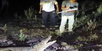 વડોદરા નજીક વિરોદ ગામે રાત્રે ઘર સુધી આવી ગયેલા મગરનું દિલધડક રેસ્ક્યુ | rescue of crocodile that ca…