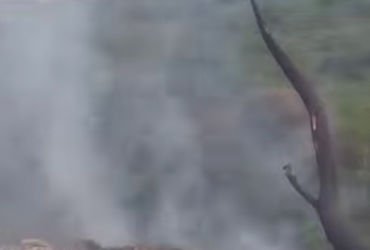 વિશ્વામિત્રીની ઝાડીઓમાં ફરી આગ લાગતાં લોકો હેરાન,૩ કલાકે આગ પર કાબૂ | fire caught on the bank of vis…