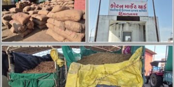 સાબરકાંઠામાં તમાકુની ખરીદીનો પ્રારંભ: 3 દિવસમાં 8 હજાર બોરીની આવક, ઉંચા ભાવ મળતા ખેડૂતોમાં ખુશી | hi…
