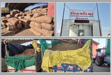 સાબરકાંઠામાં તમાકુની ખરીદીનો પ્રારંભ: 3 દિવસમાં 8 હજાર બોરીની આવક, ઉંચા ભાવ મળતા ખેડૂતોમાં ખુશી | hi…