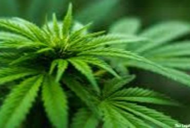 ડભોઇ તાલુકાના કુંઢેલા ગામે ૯.૩૪ લાખના માદક પદાર્થ સાથે ત્રણ ઝડપાયા | Three arrested with drugs worth…