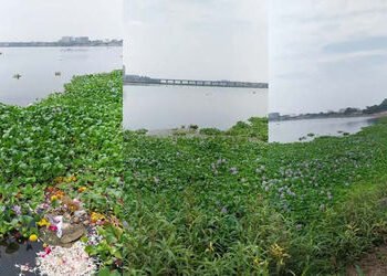 ઉનાળાની શરૂઆત સાથે જ સુરતની તાપી નદીમાં જળકુંભીની સમસ્યા શરુ | With the onset of summer the problem …