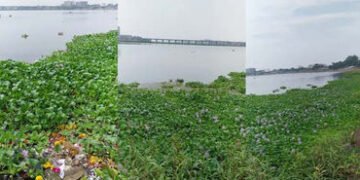 ઉનાળાની શરૂઆત સાથે જ સુરતની તાપી નદીમાં જળકુંભીની સમસ્યા શરુ | With the onset of summer the problem …