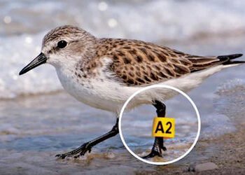 ટચૂકડું સેન્ડર્લિંગ 7,472 કિમી પ્રવાસ ખેડી ઓસ્ટ્રેલિયાથી આંદામાન પહોંચ્યું | Tiny sanderling reach A…