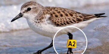 ટચૂકડું સેન્ડર્લિંગ 7,472 કિમી પ્રવાસ ખેડી ઓસ્ટ્રેલિયાથી આંદામાન પહોંચ્યું | Tiny sanderling reach A…