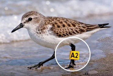 ટચૂકડું સેન્ડર્લિંગ 7,472 કિમી પ્રવાસ ખેડી ઓસ્ટ્રેલિયાથી આંદામાન પહોંચ્યું | Tiny sanderling reach A…