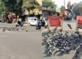 સુરત: જીવ દયાના નામે બેદરકારીનો ખેલ: રસ્તા પર ચણ ફેંકતા કબુતર માટે મોતનો જાળ | Surat: Negligence in …