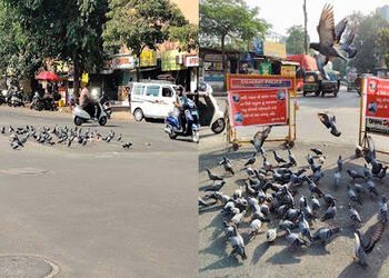સુરત: જીવ દયાના નામે બેદરકારીનો ખેલ: રસ્તા પર ચણ ફેંકતા કબુતર માટે મોતનો જાળ | Surat: Negligence in …