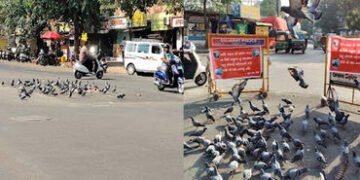 સુરત: જીવ દયાના નામે બેદરકારીનો ખેલ: રસ્તા પર ચણ ફેંકતા કબુતર માટે મોતનો જાળ | Surat: Negligence in …