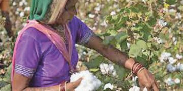 સોયાબીન, કપાસ તથા કઠોળના ઉત્પાદન સામે જોખમ | Threat to soybean cotton and pulse production