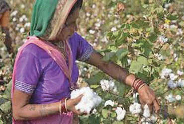 સોયાબીન, કપાસ તથા કઠોળના ઉત્પાદન સામે જોખમ | Threat to soybean cotton and pulse production