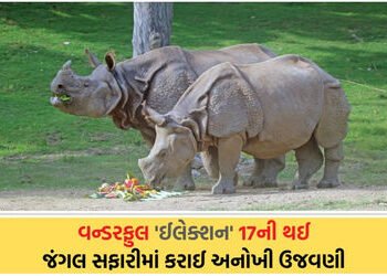 ચૂંટણી માહોલ વચ્ચે ‘ઈલેક્શન’નો બર્થ ડે ઉજવાયો, એકતા નગરના જંગલ સફારીમાં ફ્રૂટ કેક પીરસાઈ | Statue of…