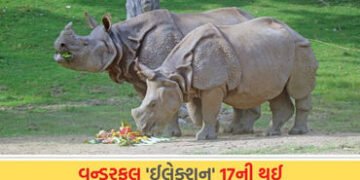 ચૂંટણી માહોલ વચ્ચે ‘ઈલેક્શન’નો બર્થ ડે ઉજવાયો, એકતા નગરના જંગલ સફારીમાં ફ્રૂટ કેક પીરસાઈ | Statue of…