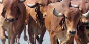 વટવા અને દાણમડામાંથી ૭.૩૩ કિલો ગૌ માંસનો જથ્થા સાથે પાંચ કસાઇ પકડાયા | Fitu ra ares ren 7 33 kg futu…