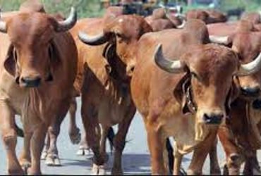 વટવા અને દાણમડામાંથી ૭.૩૩ કિલો ગૌ માંસનો જથ્થા સાથે પાંચ કસાઇ પકડાયા | Fitu ra ares ren 7 33 kg futu…