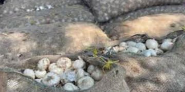 મહુવા માર્કેટીંગ યાર્ડમાં શુક્રવારે સવારથી સફેદ કાંદાની આવક બંધ કરાશે | import of white onions will …