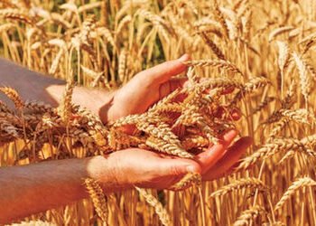 કમોસમી વરસાદથી ઘઉંની ગુણવત્તા બગડતા ટેકાના ભાવે ખરીદીમાં ઘટાડો | Purchase at support price reduced a…