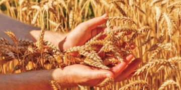 કમોસમી વરસાદથી ઘઉંની ગુણવત્તા બગડતા ટેકાના ભાવે ખરીદીમાં ઘટાડો | Purchase at support price reduced a…