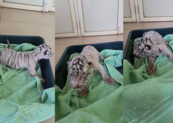 વડોદરાના સયાજીબાગ ઝૂમાં 40 વર્ષ બાદ સફેદ વાઘના બચ્ચાનો જન્મ, બેના મોત પણ એક સુરક્ષિત | White Tigress…