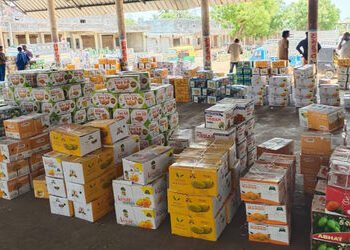 તાલાલા યાર્ડમાં કેસર કેરીની હરાજીનો પ્રારંભ, પ્રથમ દિવસે 10400 બોક્સની આવક | Kesar mango auction beg…