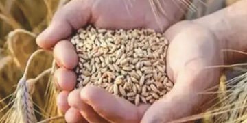 પૂરતી ઉપલબ્ધતાને ધ્યાનમાં રાખી વધુ 25 લાખ ટન ઘઉંની નિકાસ છૂટ અપાઈ | Keeping in view sufficient avail…