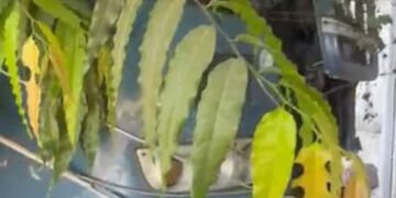 ઓપરેટરને બે લાખની પેનલ્ટી કરાઈ, ચાંદખેડામાં બેકાબૂ BRTS બિલ્ડિંગની દિવાલ તોડી ઘૂસી ગઈ | The operator…