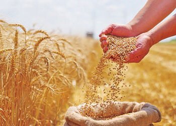 દેશમાં ઘઉંનું ઉત્પાદન 10 ટકા જેટલું નીચું રહેવાનો મુકાયેલો અંદાજ | Wheat production in the country i…