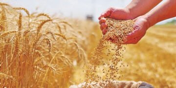 દેશમાં ઘઉંનું ઉત્પાદન 10 ટકા જેટલું નીચું રહેવાનો મુકાયેલો અંદાજ | Wheat production in the country i…