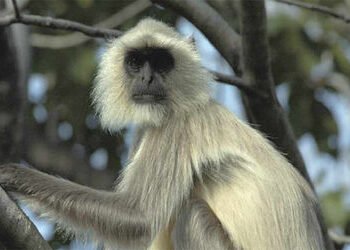 મહિને 12 હજારના પગારે લંગૂરની ભરતી, વાંદરા ભગાડવાનું કામ ! | Langurs hired for a salary of 12 thousa…