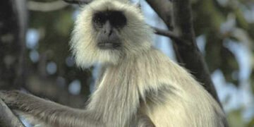 મહિને 12 હજારના પગારે લંગૂરની ભરતી, વાંદરા ભગાડવાનું કામ ! | Langurs hired for a salary of 12 thousa…